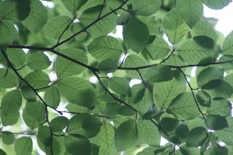 Green canopy